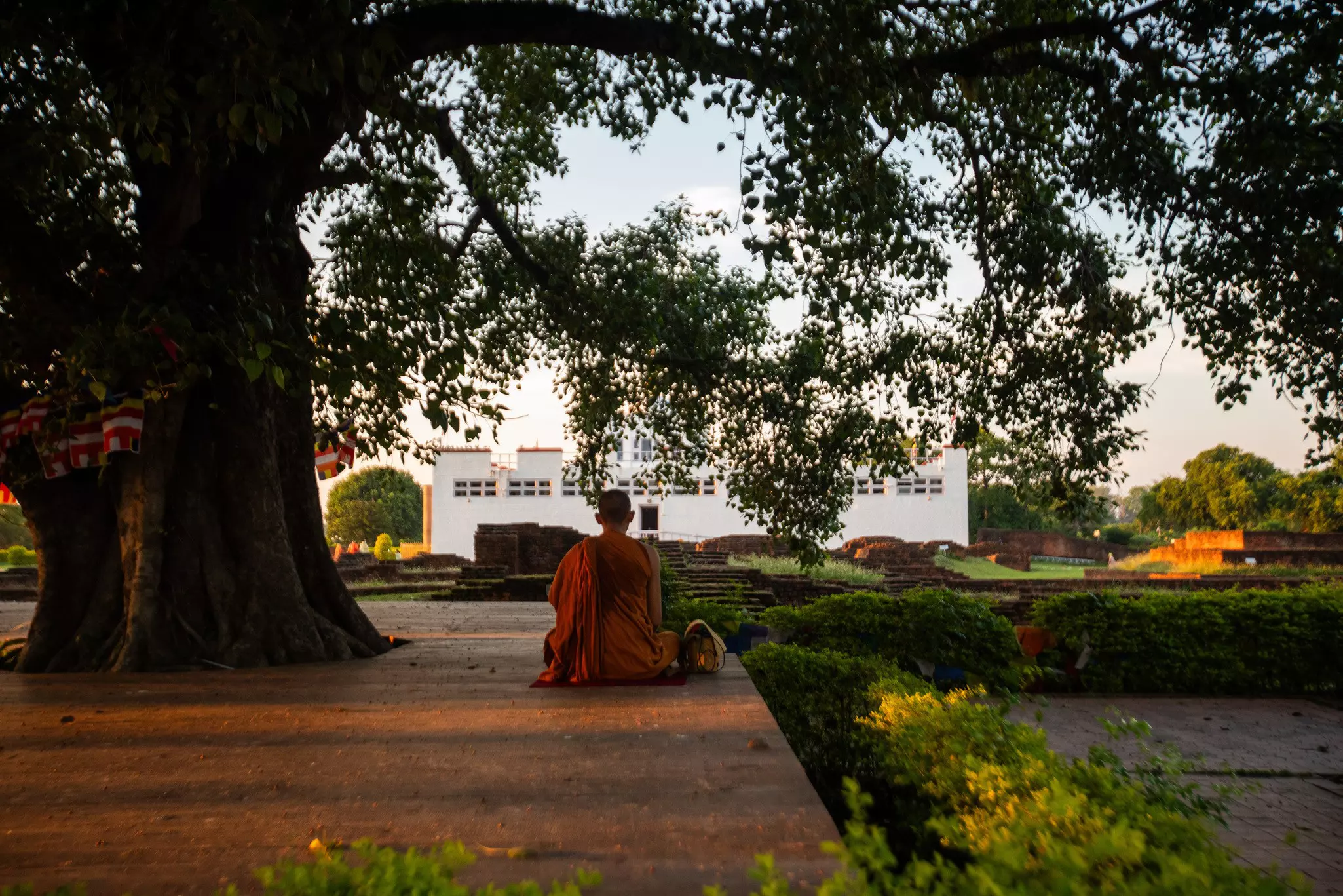 A monk in a saffron robe seen from behind sits under a large, leafy tree; a white building is in the background beyond a grassy area with a stepped path.
