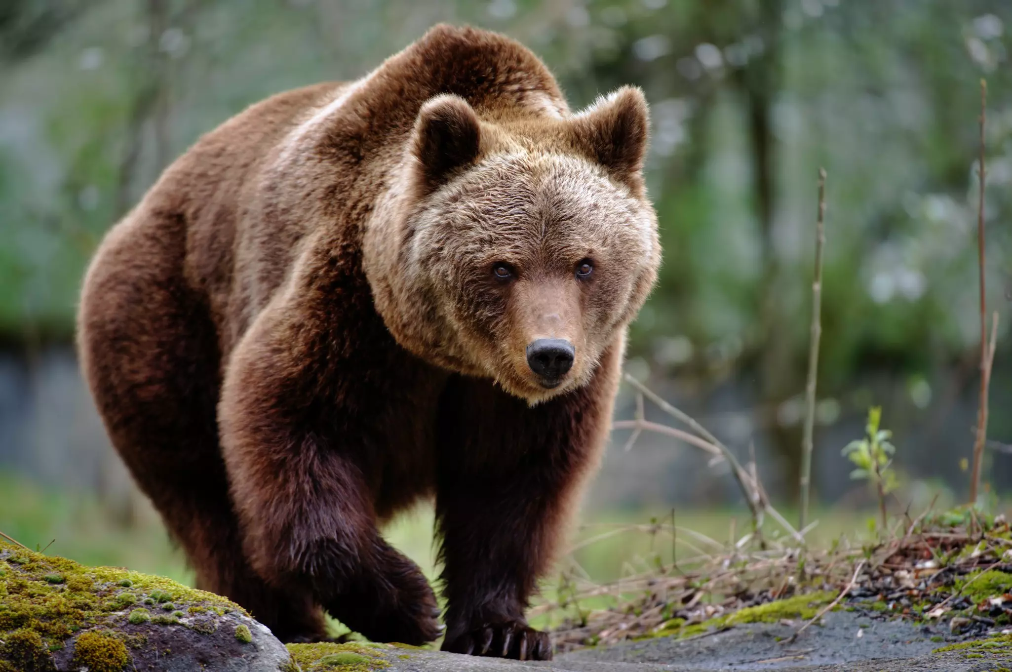 Head to Katmai National Park to see Alaska's iconic brown bears © Dirk Freder / Getty Images