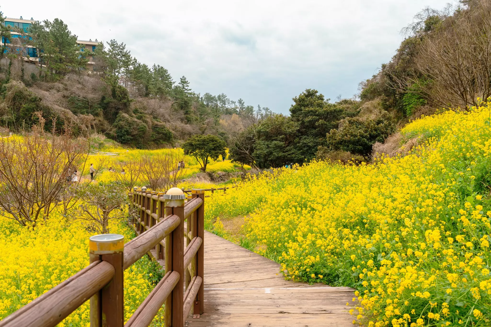 A wooden path through yellow flowers in Jeju-do Island, Korea