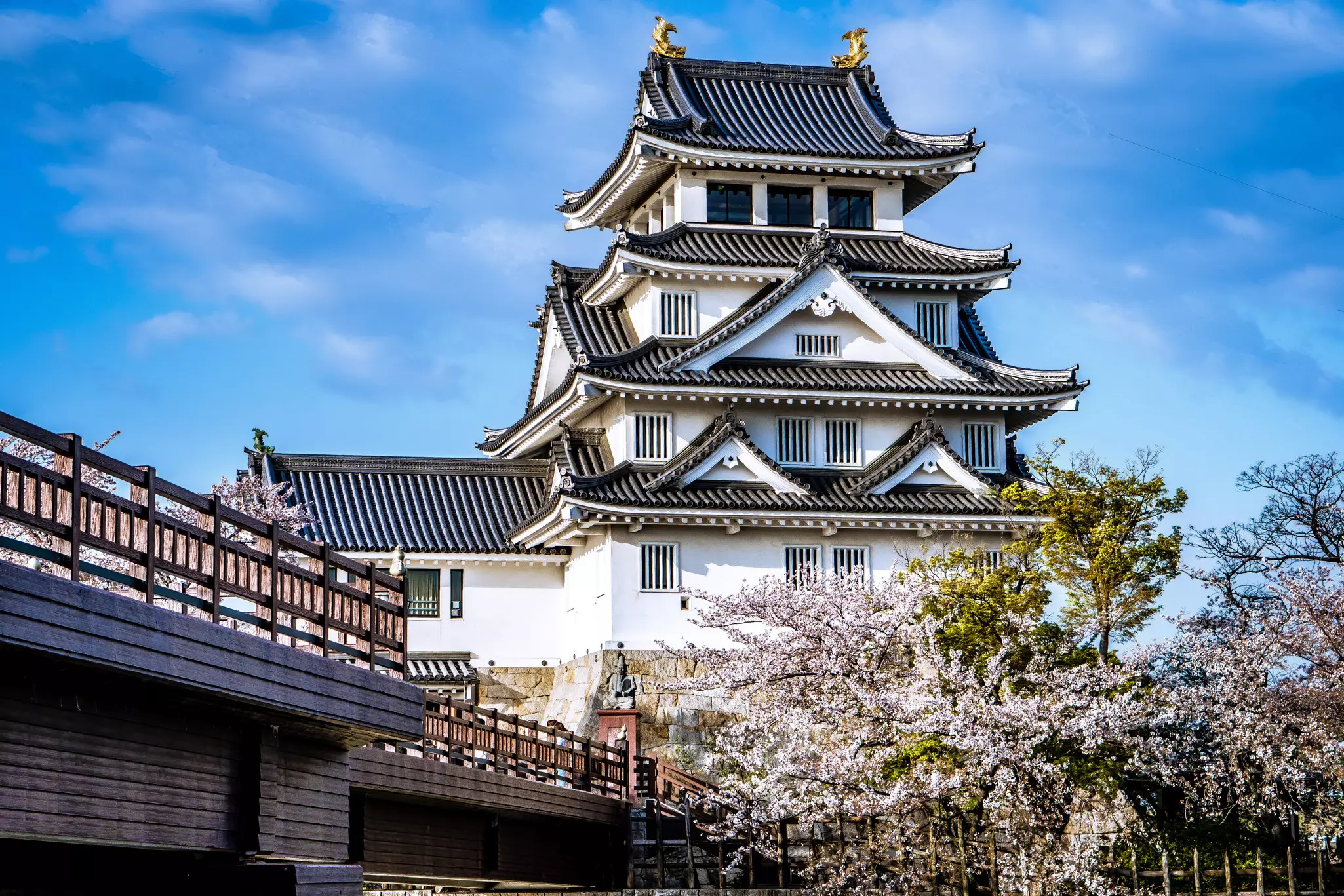 The imposing Gifu-jo castle and cherry blossoms in Gifu, Japan.