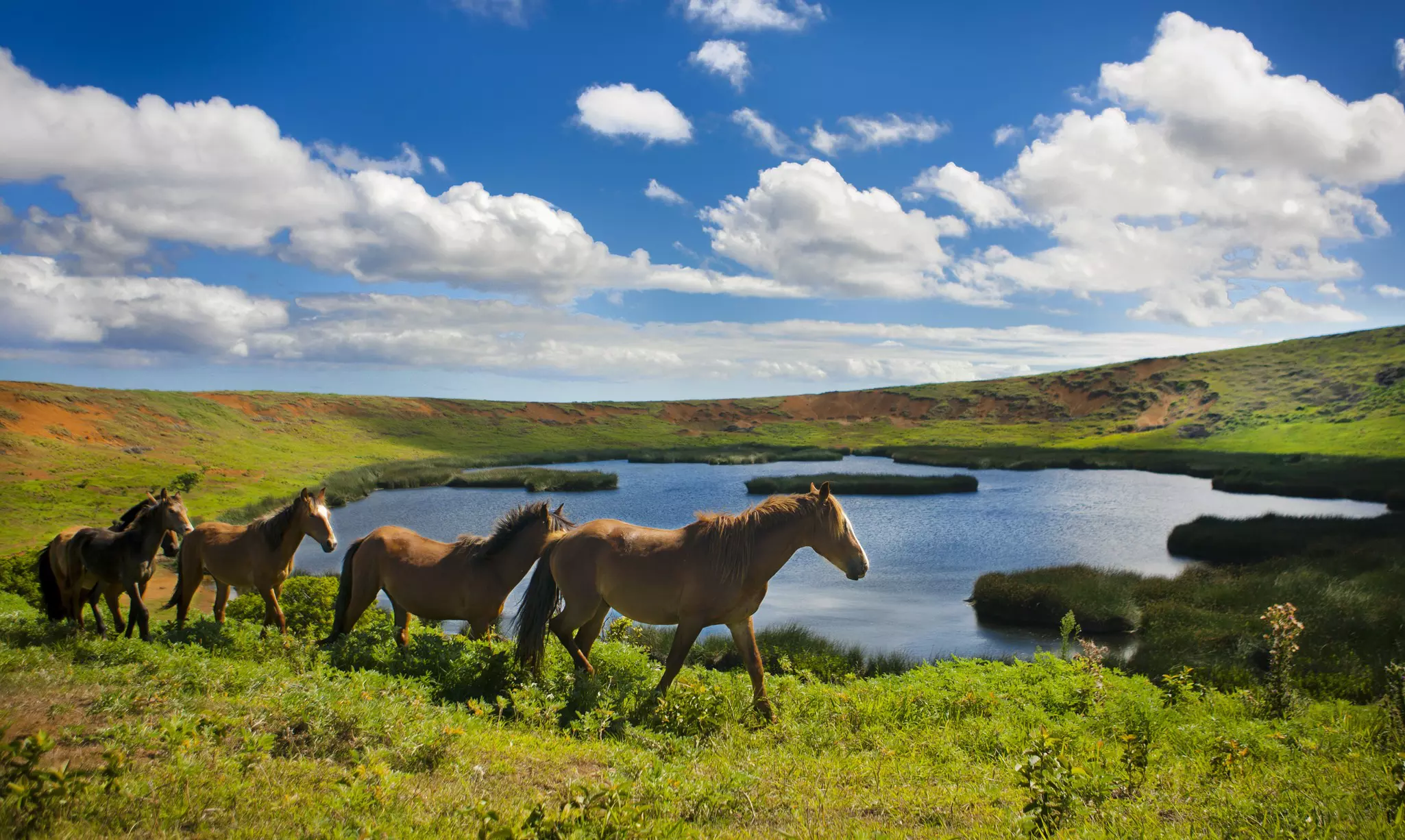 Horses by the Rano Raraku volcanic crater lake near Rano Raruku quarry, Rapa Nui (Easter Island), Chile.