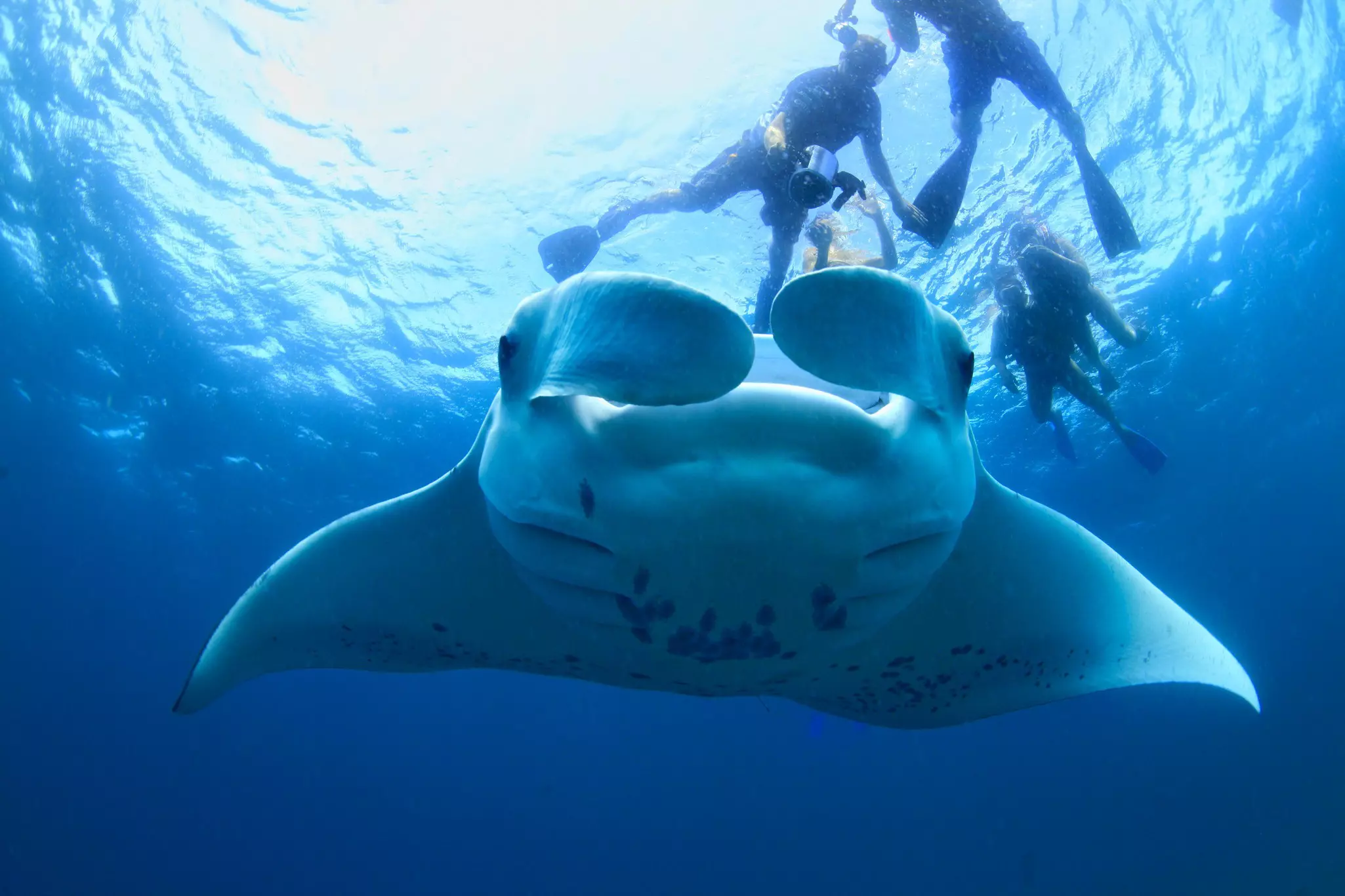 Hanifaru Bay is one of the best places in the world to see manta rays © Bernard Radvaner / Getty Images