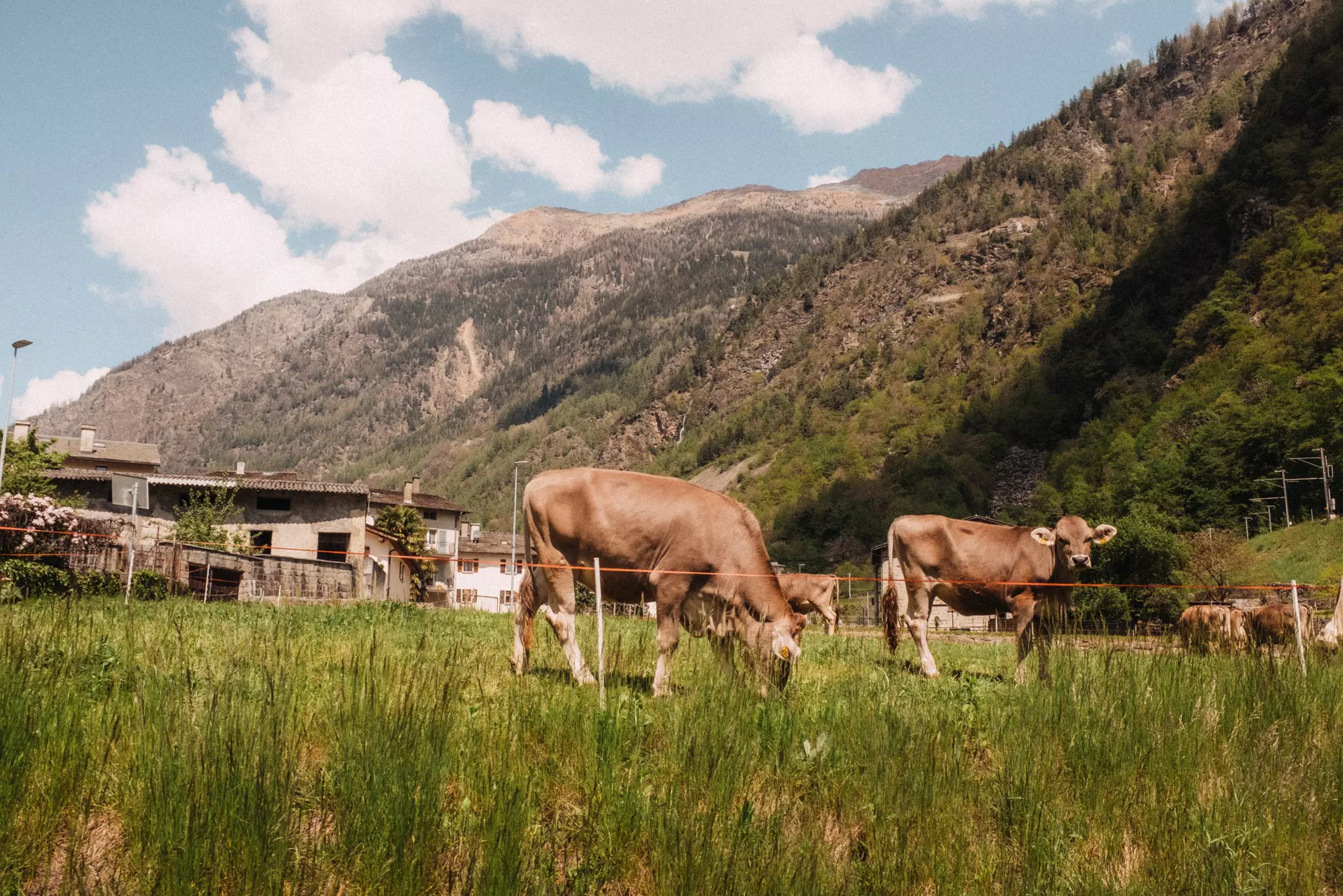Two cows behind an electric fence in a field with the sky behind them.