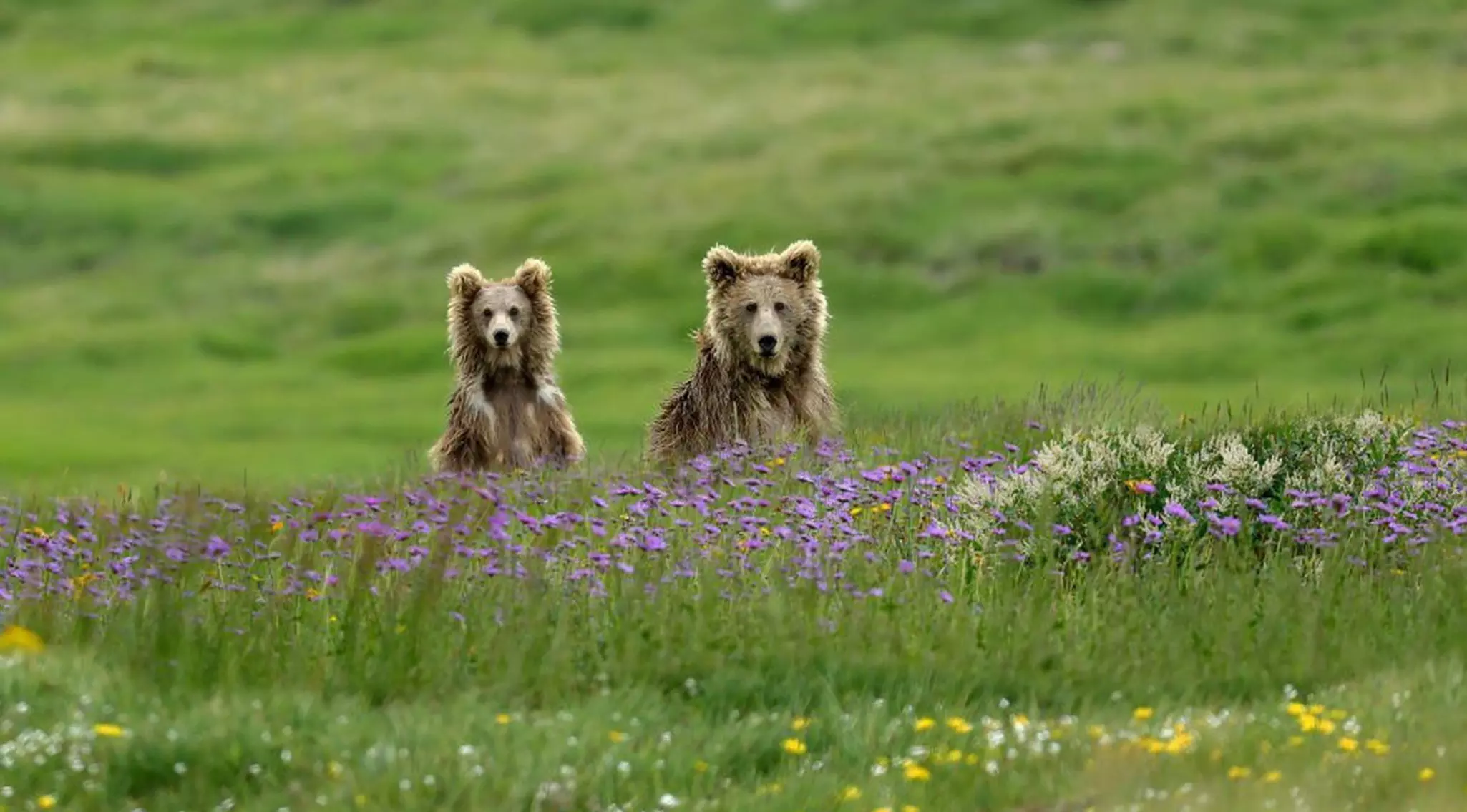 Himalayan brown bears among wildflowers in Deosai National Park. Black.Horse/Shutterstock