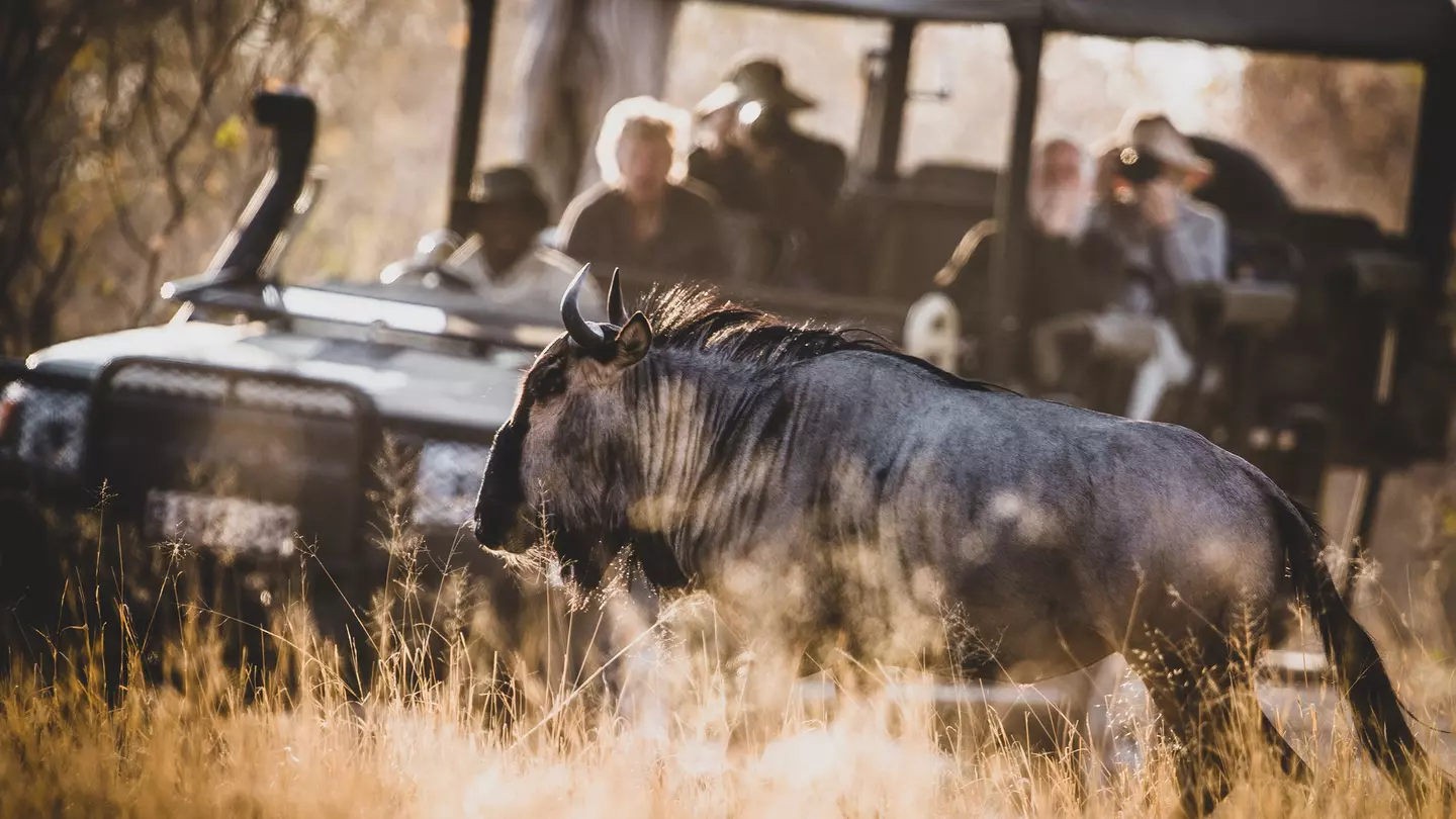 Taking a road trip in Botswana is a challenge – and a thrill © tonyzhao120 / Getty Images