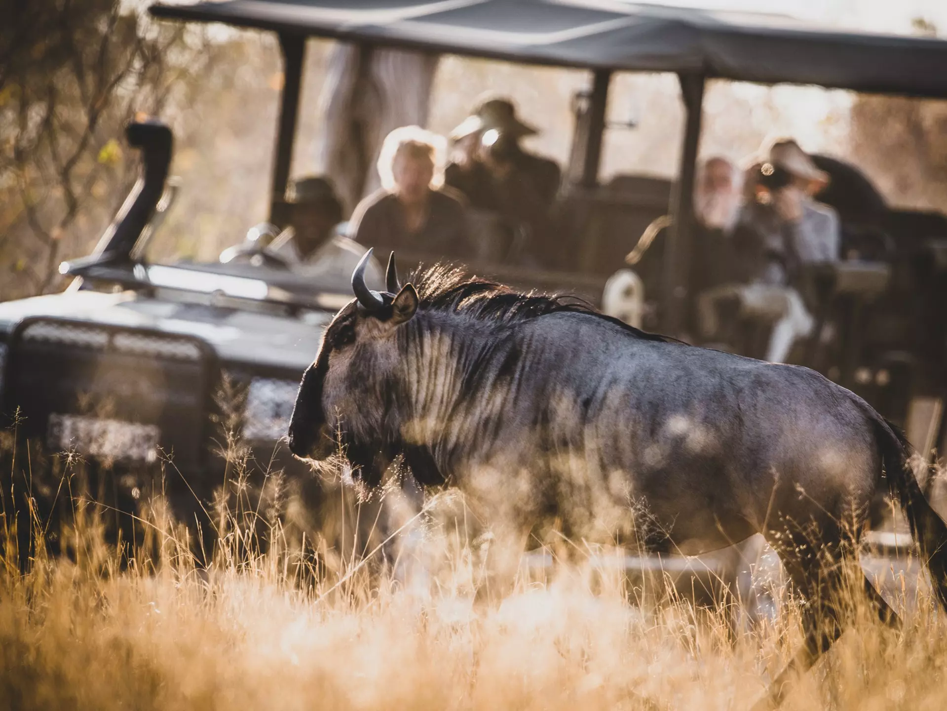 Taking a road trip in Botswana is a challenge – and a thrill © tonyzhao120 / Getty Images