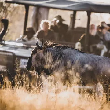 Taking a road trip in Botswana is a challenge – and a thrill © tonyzhao120 / Getty Images