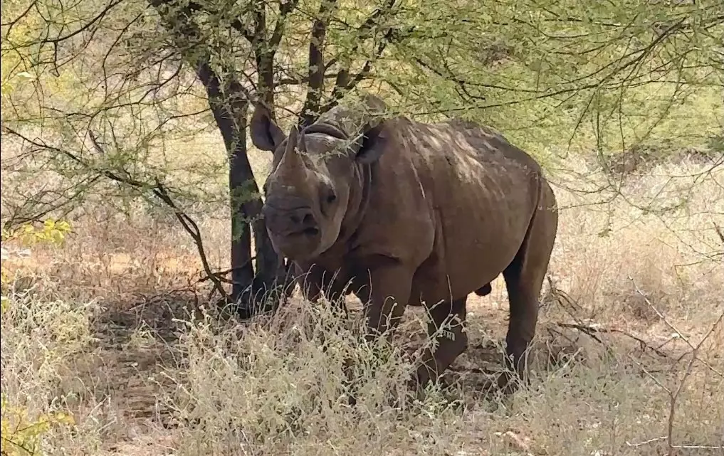 Black rhino on a bush walk in Kenya. 