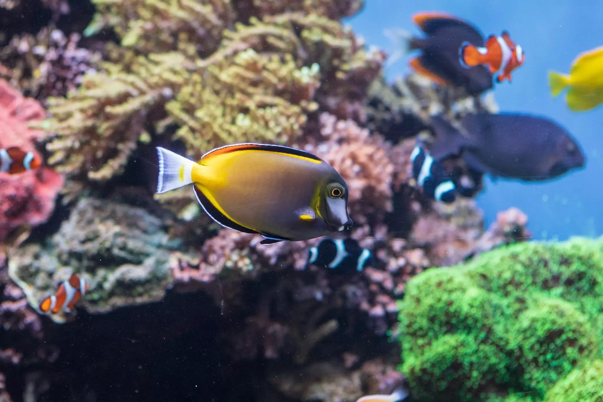 Closeup of a Powder Brown Tang fish swimming in the Monterey Bay Aquarium with colorful underwater life nearby