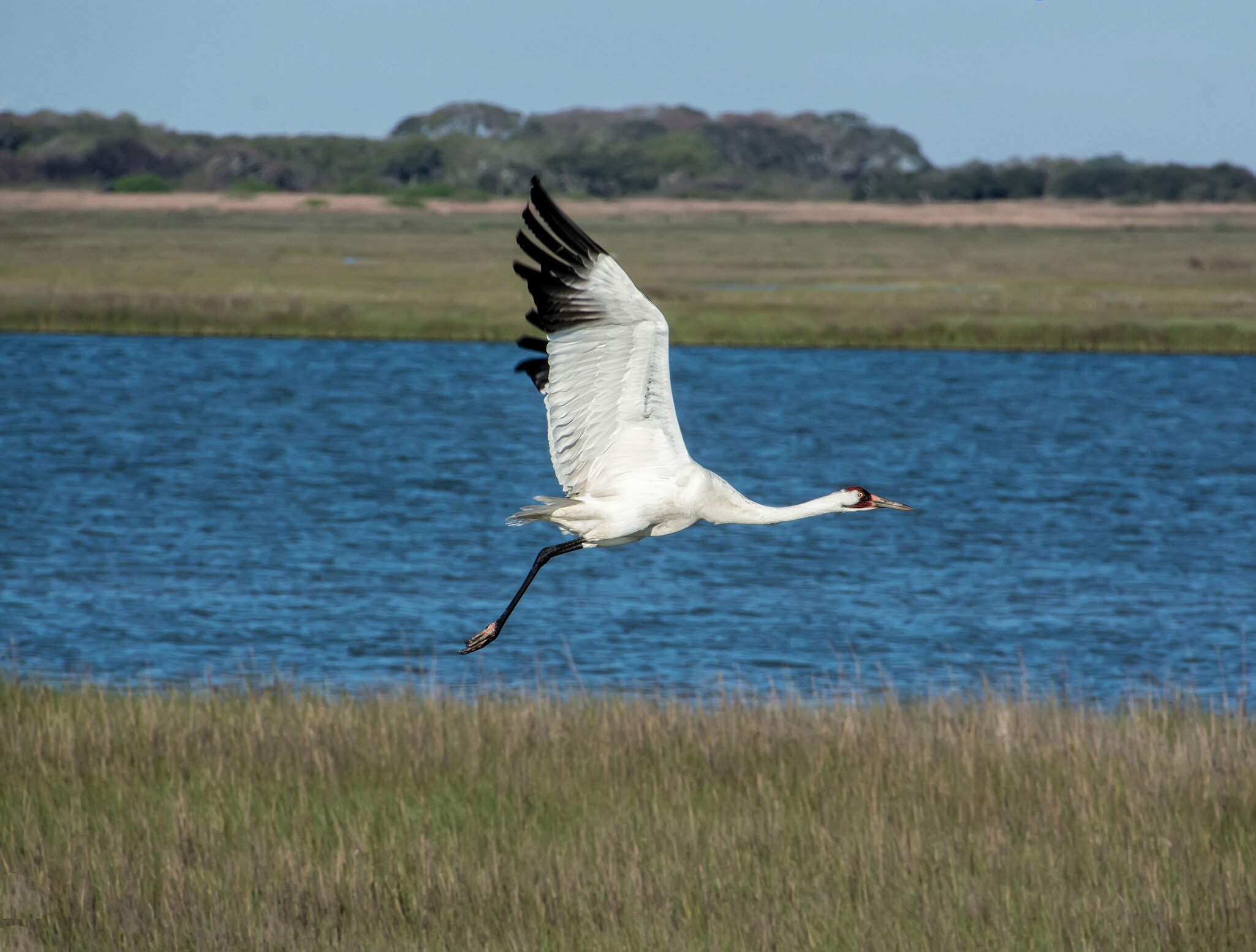 Whooping crane in flight at Aransas National Wildlife Refuge in Texas