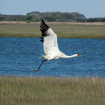 Whooping crane in flight at Aransas National Wildlife Refuge in Texas