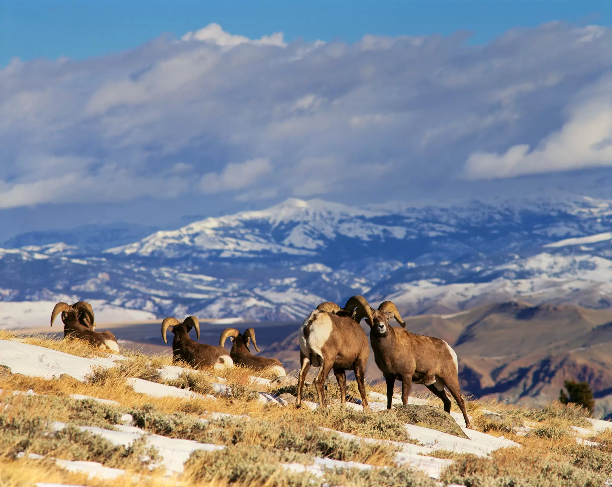 A herd of bighorn sheep on Whiskey Mountain near Dubois, Wyoming. 