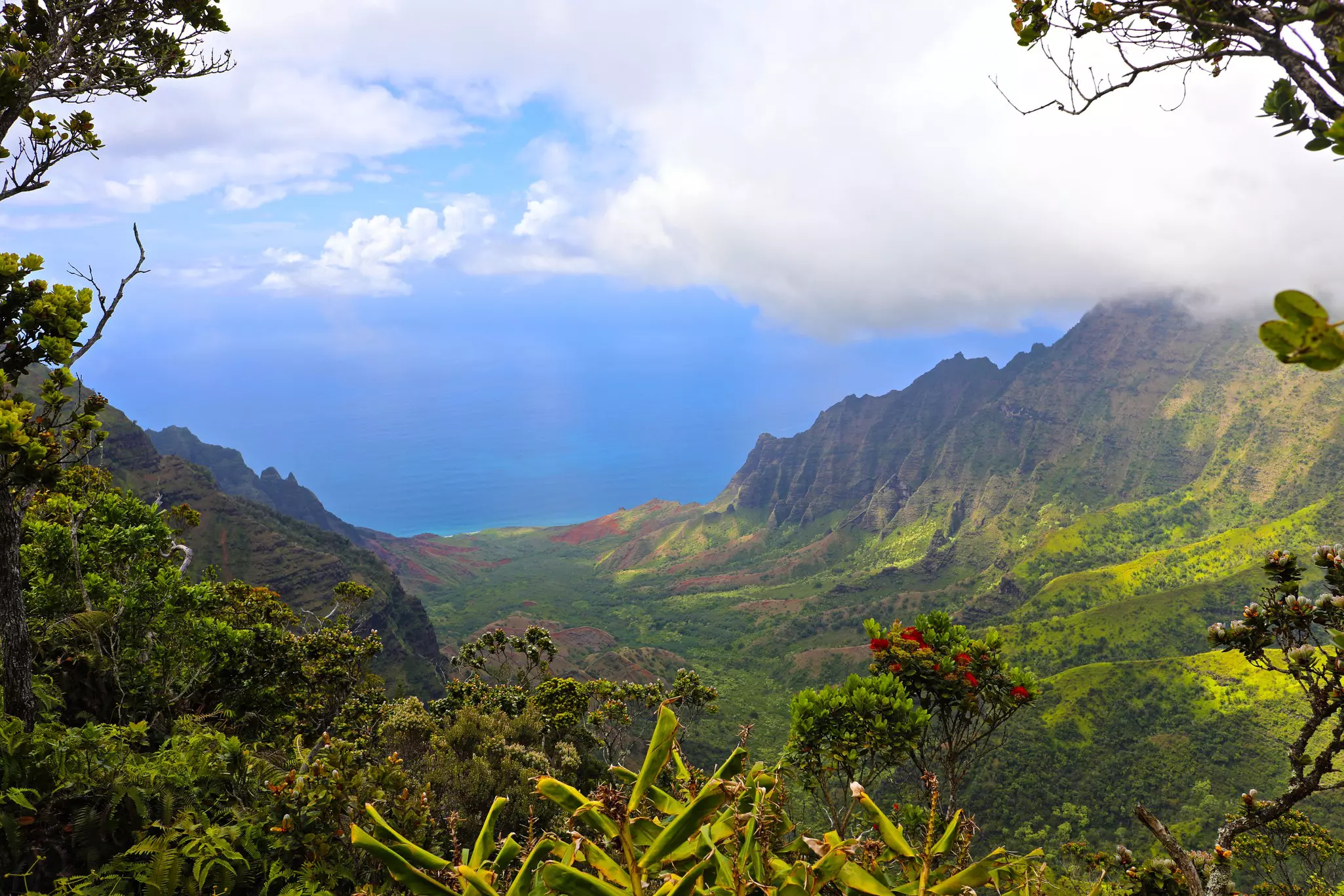 Na Pali Coastline, Pu'u O Kila overlook, Waimea Canyon State Park, Koke'e State Park, Kauai, Hawaii