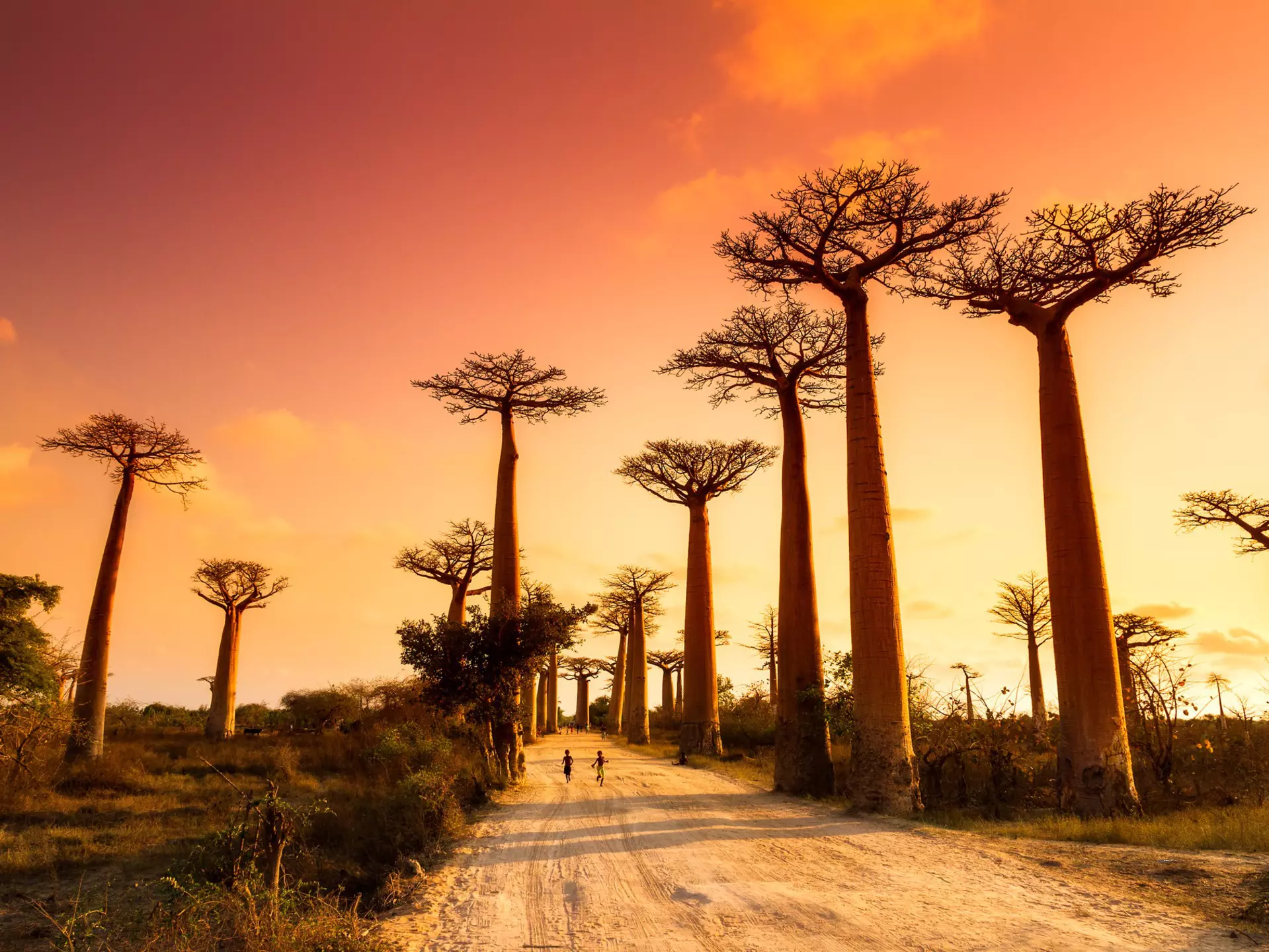 Baobab trees sway at sunset in Madagascar. Dennis van de Water/Shutterstock
