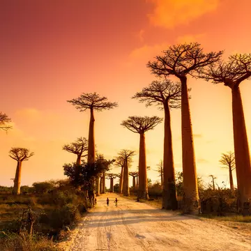 Baobab trees sway at sunset in Madagascar. Dennis van de Water/Shutterstock

