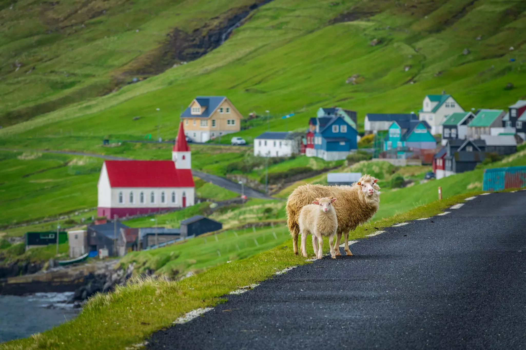  Watch out for wandering sheep when driving in the Faroe Islands © FCG / Shutterstock