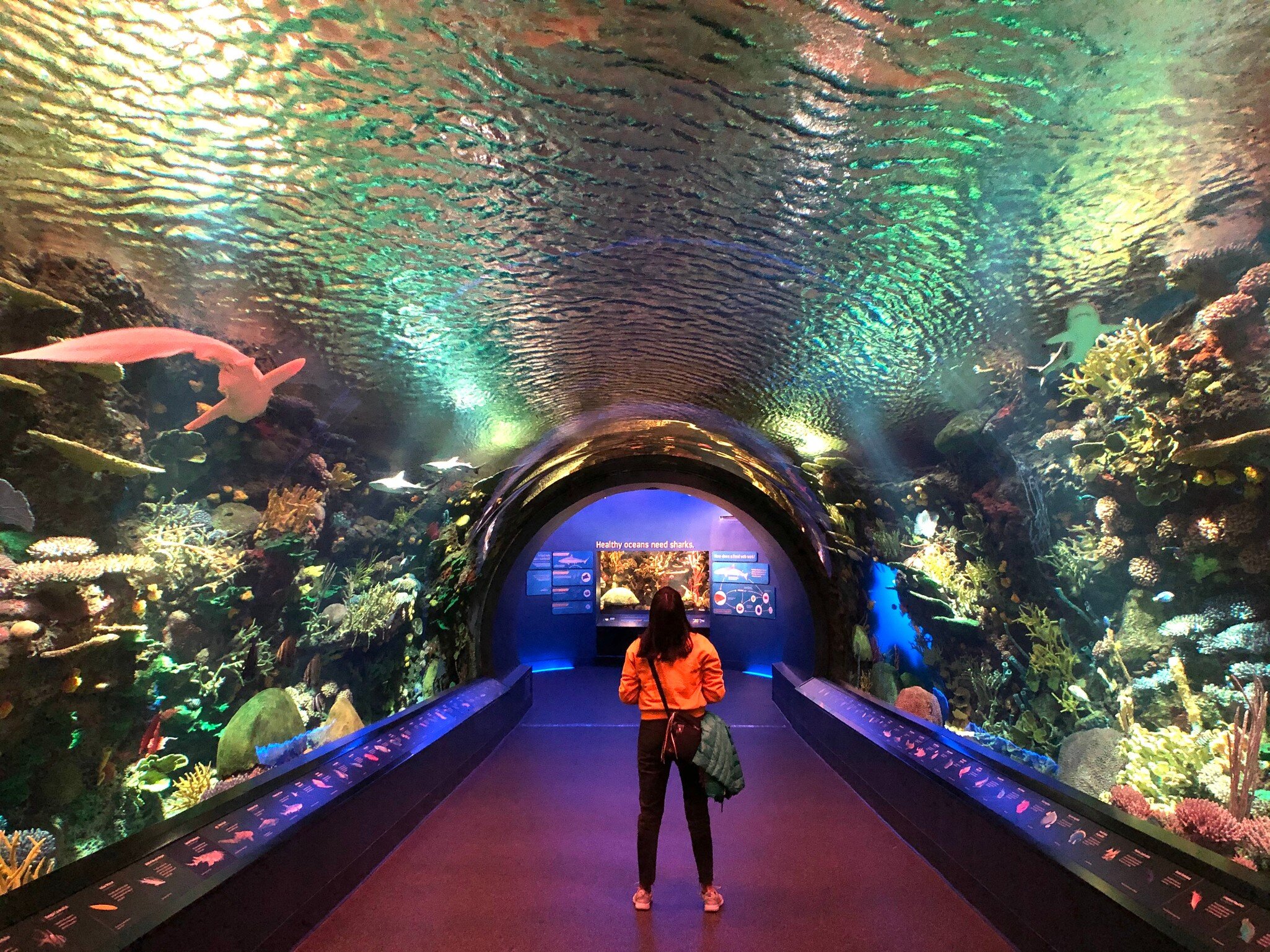 Coney Island, NY - november 26, 2019: Unidentified women standing in the New York Aquarium in Coney Island, NY  License Type: media  Download Time: 2024-06-04T02:21:50.000Z  User: jillfoley3739  Is Editorial: Yes  purchase_order:   