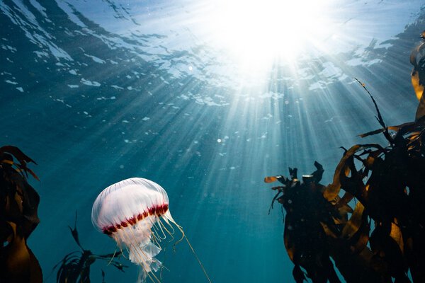 Underwater diving