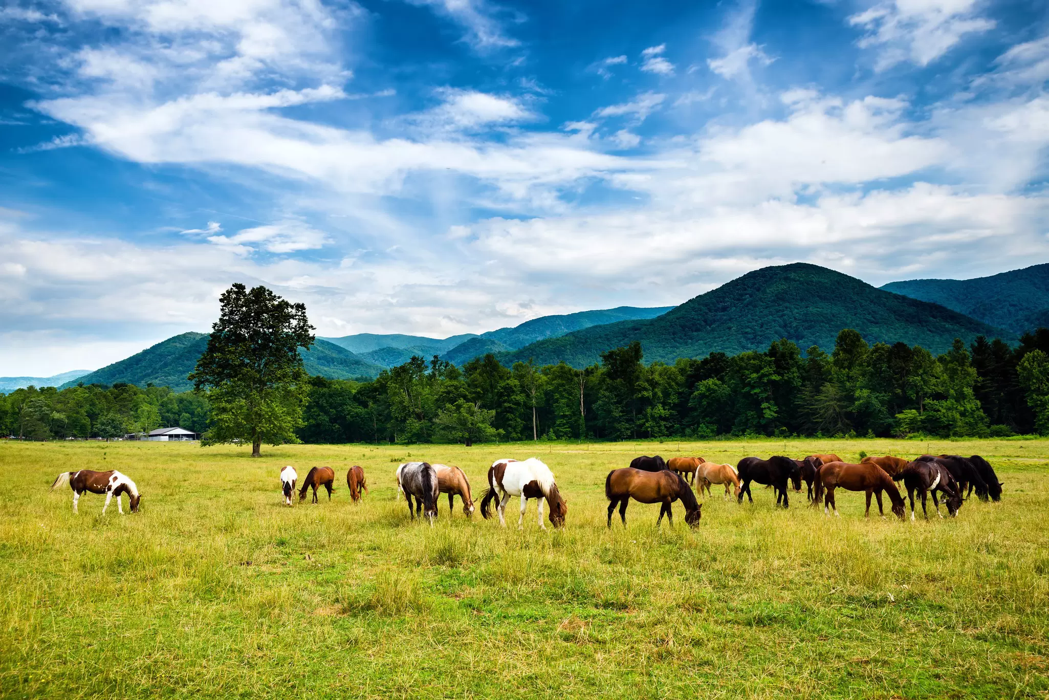 Herd of horses grazing at Cades Cove in the Great Smoky Mountains National Park