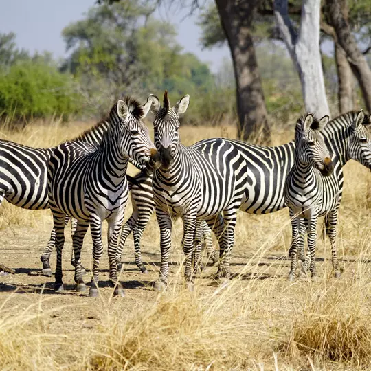       Zebras in South Luangwa National Park in Zambia                        