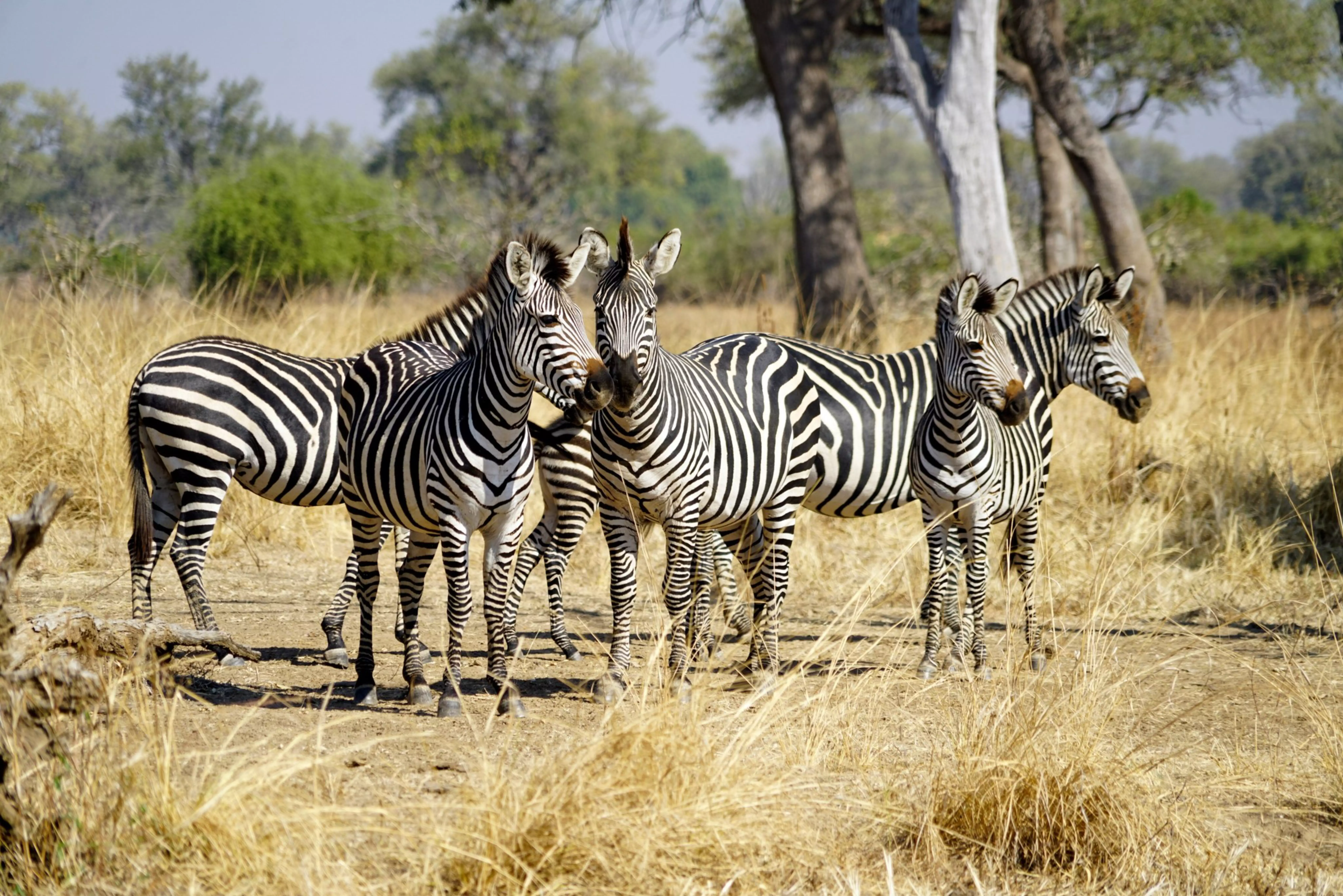        Zebras in South Luangwa National Park in Zambia                        