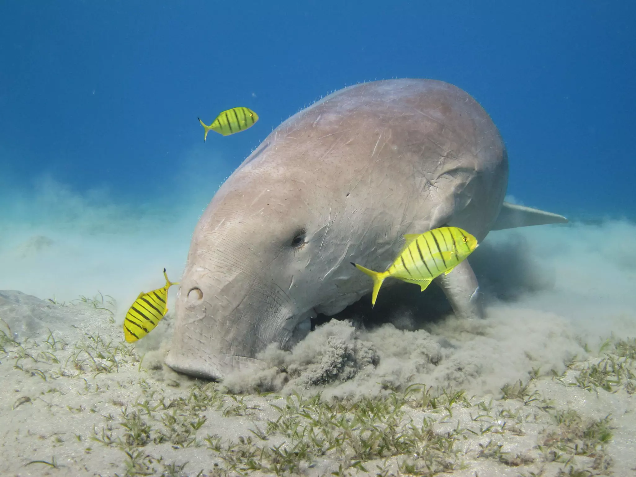 A large marine mammal snuffles on the sandy bottom of the ocean as three yellow and black striped fish swim by.
