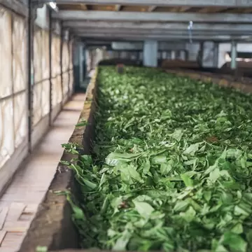 Close-up of tea leaves in the Dambatenne Tea Factory, Haputale, Sri Lanka.