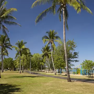 Palm tree at East Point Recreation Reserve.