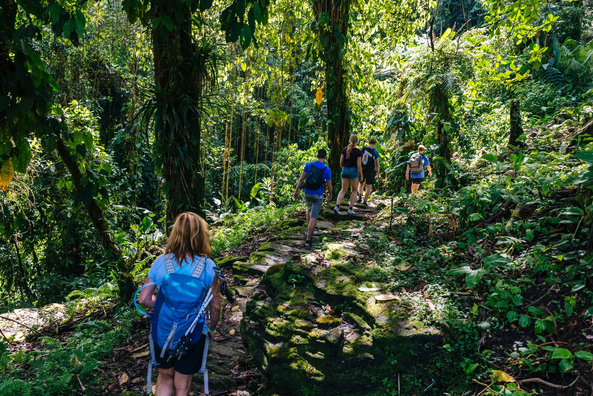 Five hikers walk on a trail through thick green wilderness.