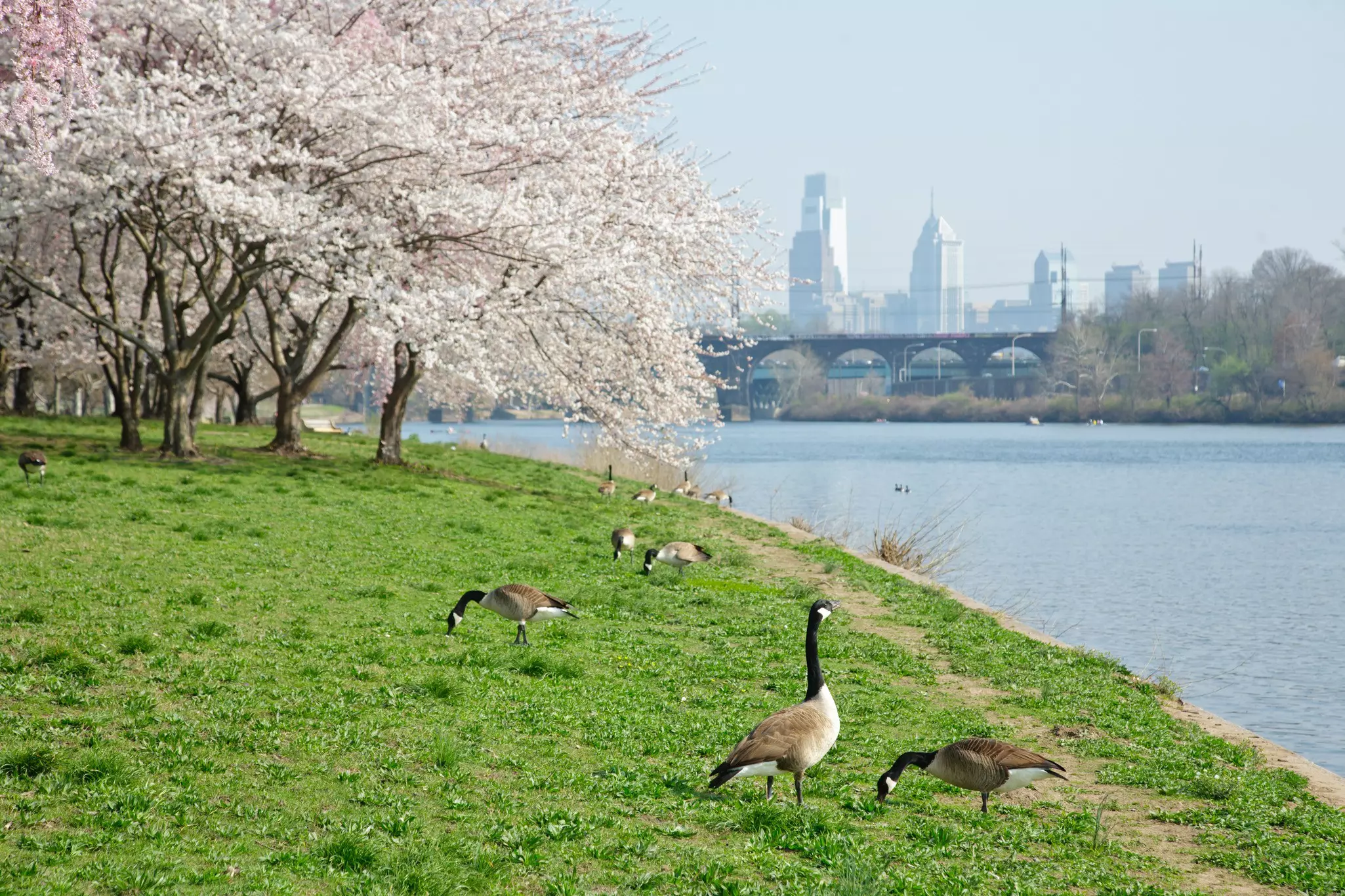 Cherry Blossoms and Canada Geese on the grass alongside Schuylkill River.