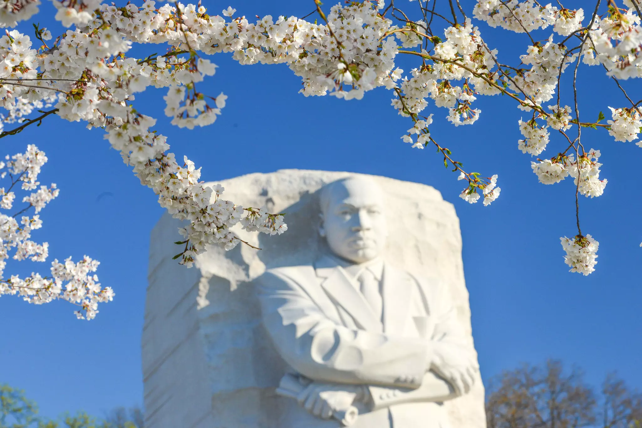 Blossom frames a large stone memorial to Martin Luther King Jr