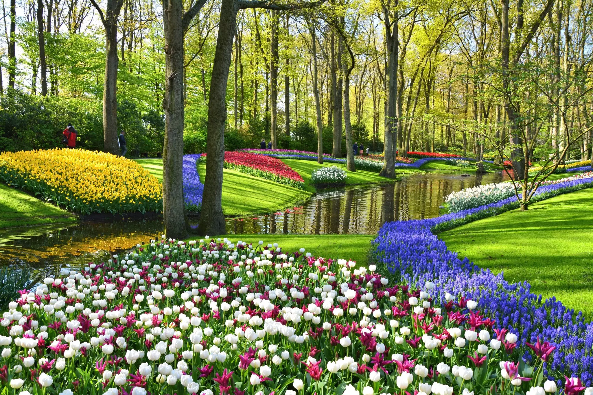 A river runs through a stunning woodland garden full of colorful tulips and hyacinths in bloom on a sunny spring day.