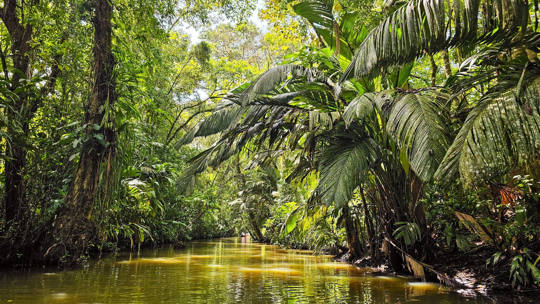 Beautiful jungle seen from the boat on a canal in Tortuguero National Park.