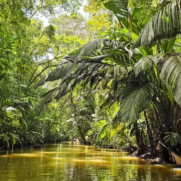 Beautiful jungle seen from the boat on a canal in Tortuguero National Park.