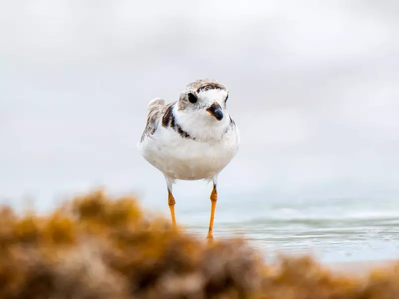 A bird walks on a beach in Corpus Christi. 