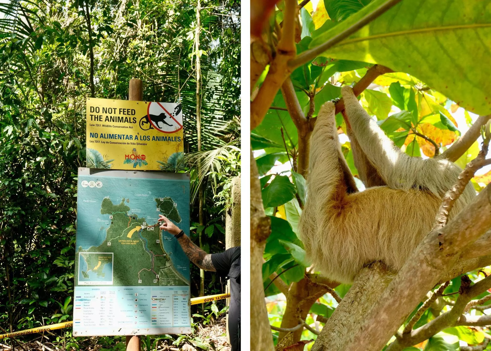 Diptych for Why Costa Rica's rainy season is the best

Left: Our guide breaks down national park rules in Manuel Antonio. Right: A sloth on the grounds of Hotel Parador. Ann Douglas Lott/Lonely Planet (2)