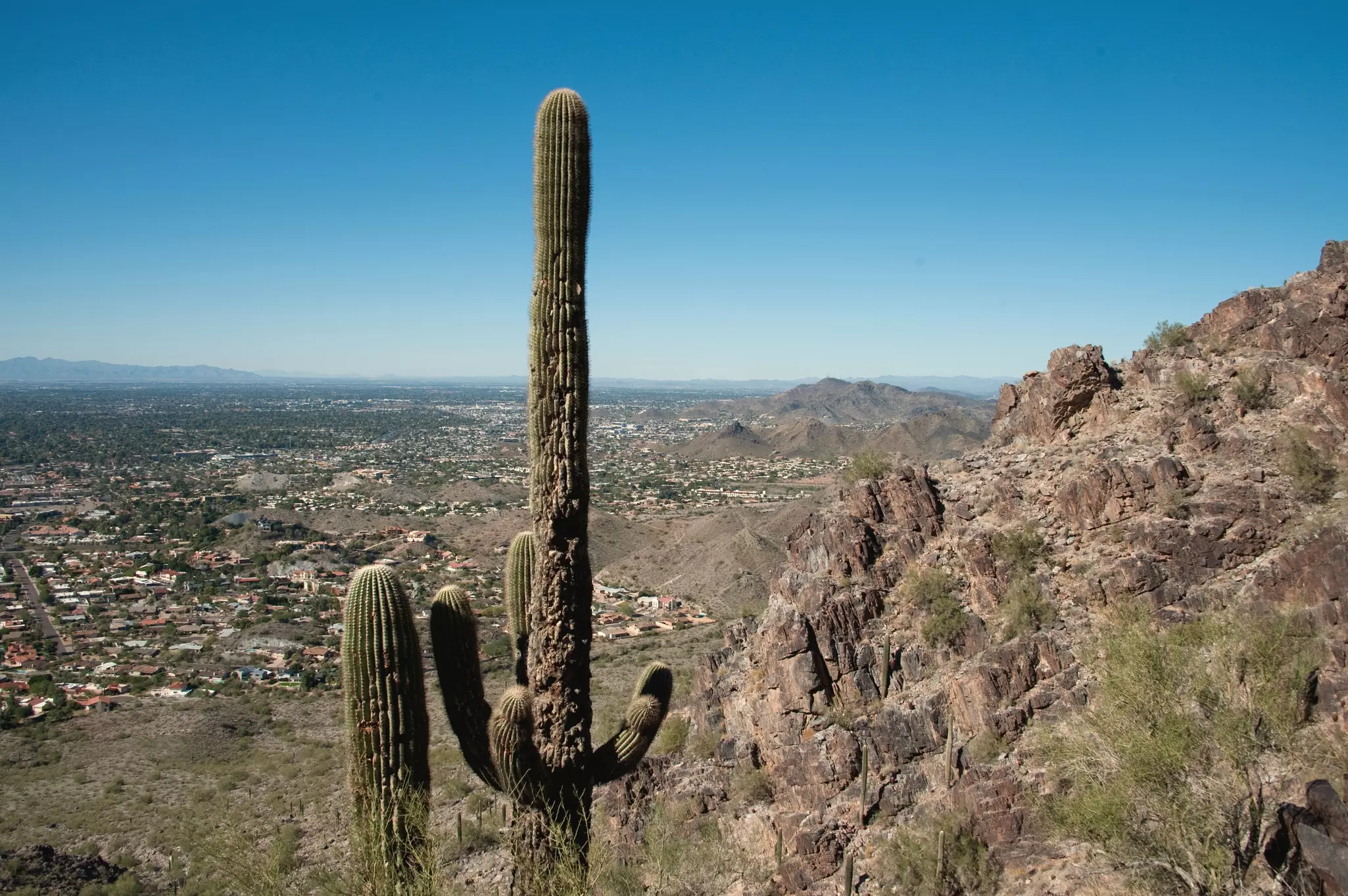A Saguaro cactus on Piestawa Peak Hiking Trail at Phoenix Mountain Preserve.