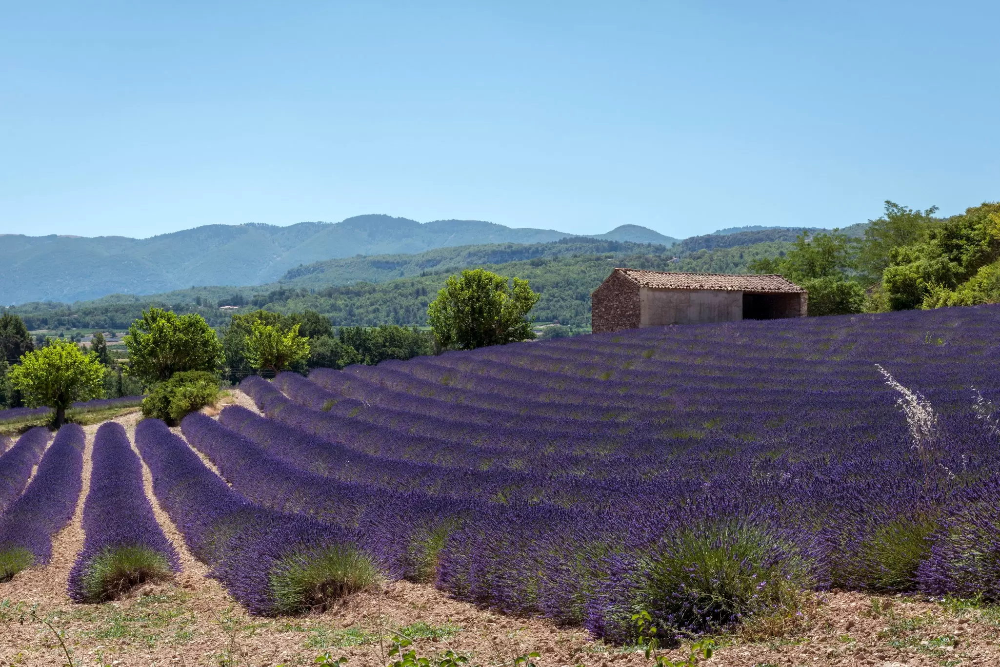  Lavender fields in Plateau de Valensole. Jacek Kadaj/Getty Images