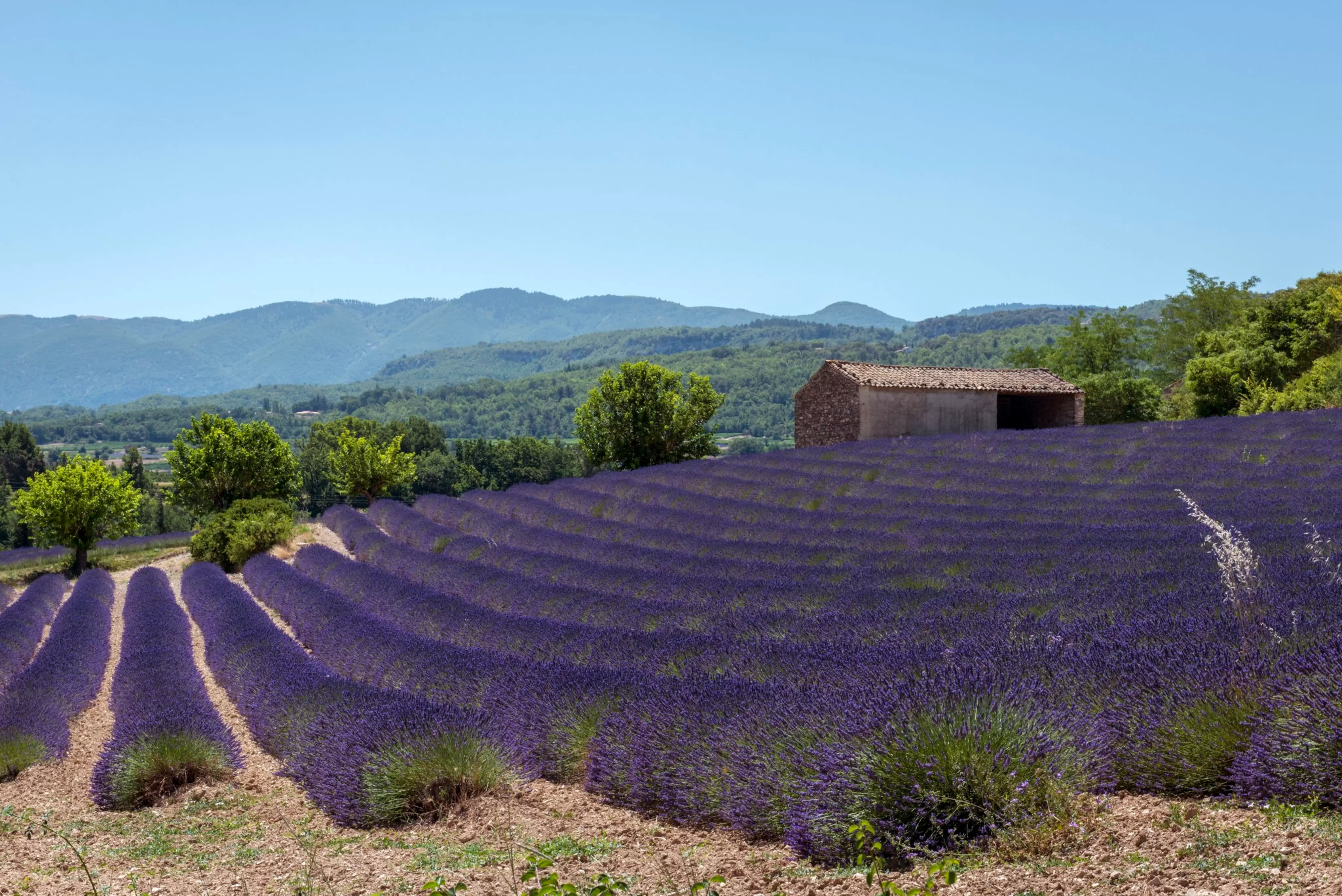  Lavender fields in Plateau de Valensole. Jacek Kadaj/Getty Images