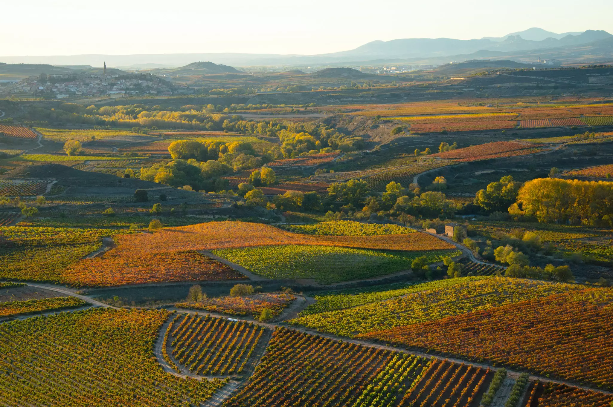 Autumn vineyards in the wine-making region of La Rioja in Spain