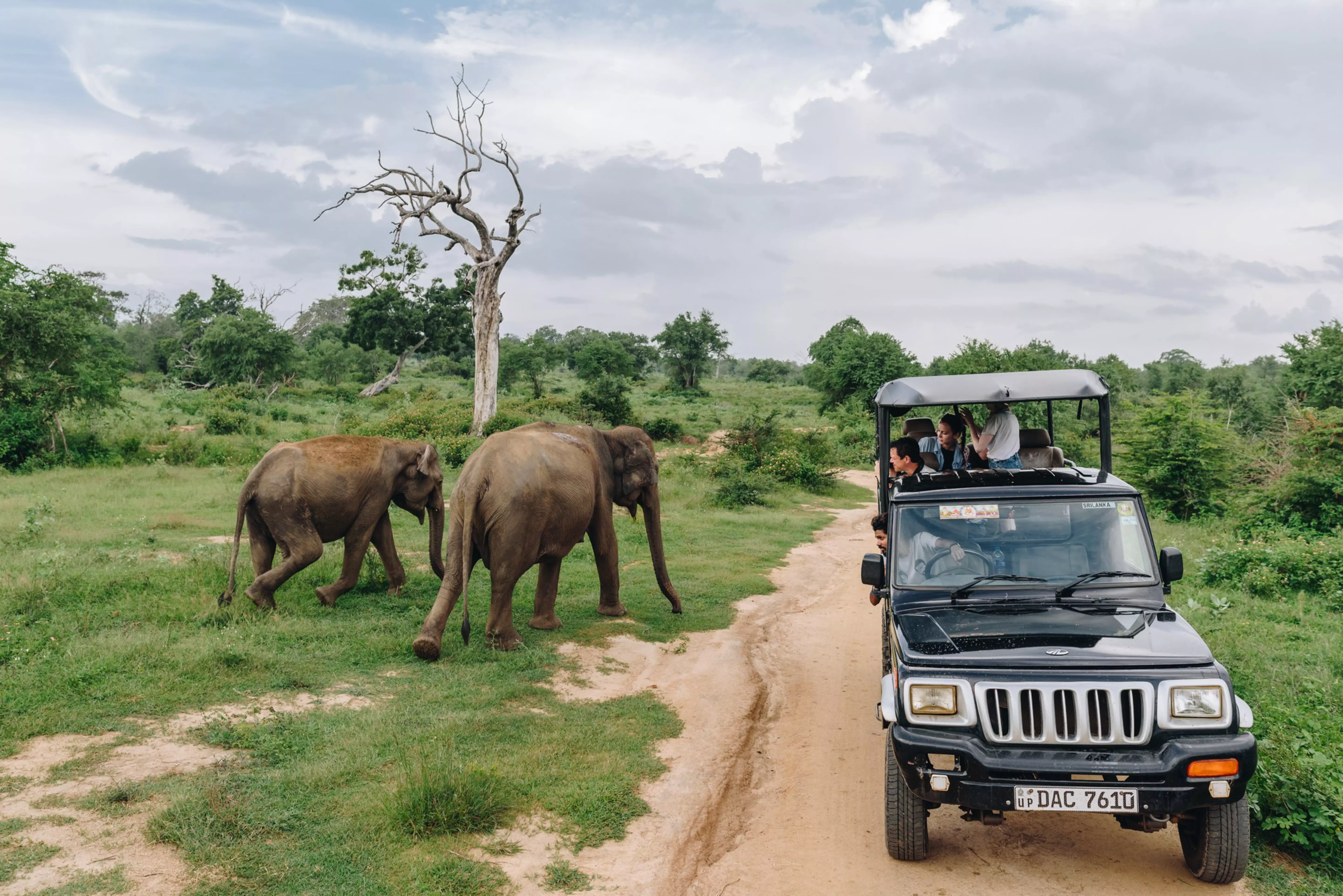 A safari in Udawalawa National Park, Sri Lanka (Slaviana Charniauskaya ph / Shutterstock)