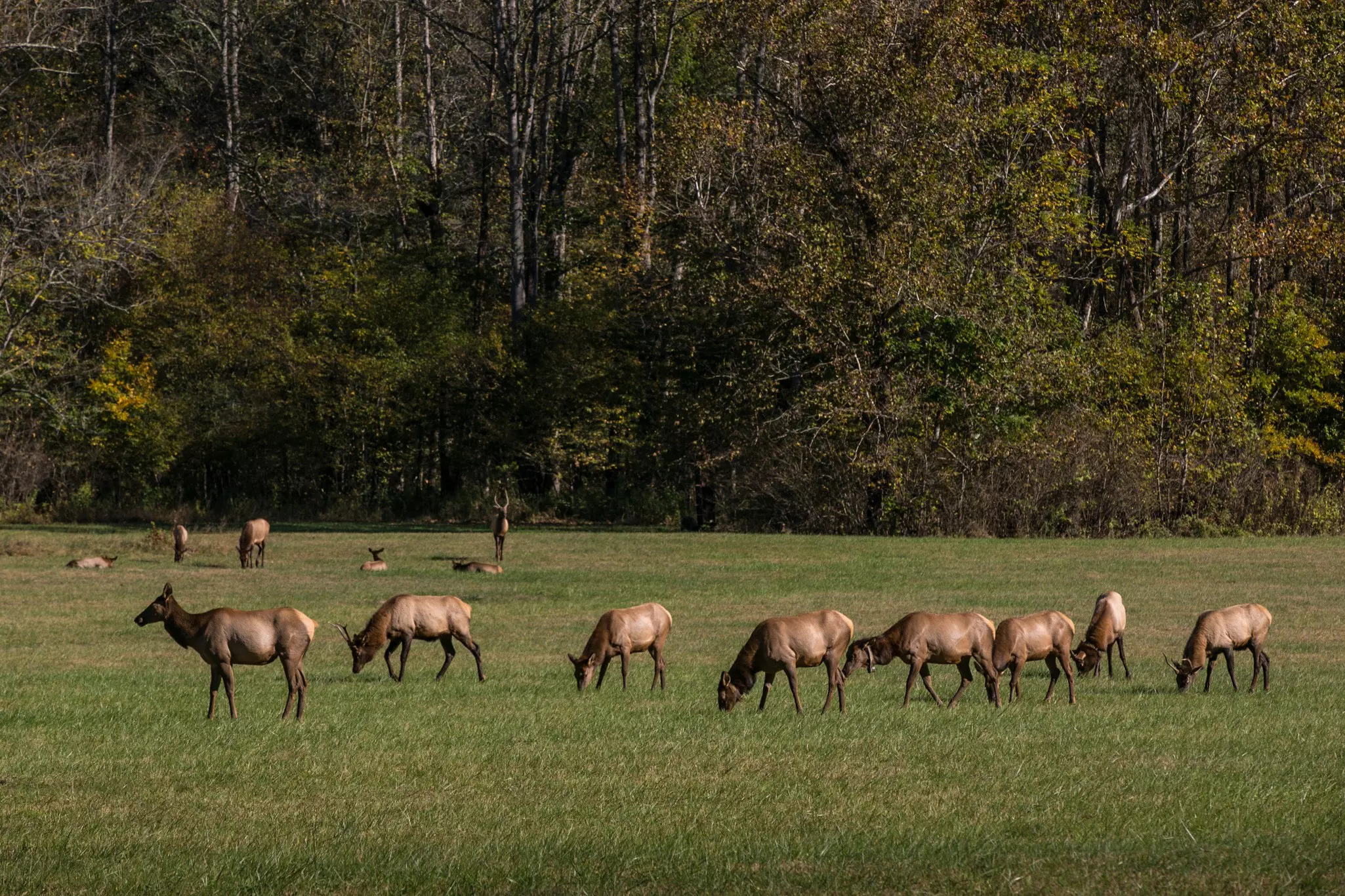 CHEROKEE, NC - OCTOBER 22:  A herd of reintroduced Manitoba elk graze in a meadow at the Oconaluftee Visitor Center on October 22, 2016 near Cherokee, North Carolina. Visited by more than 9 million people each year, the Great Smoky Mountains are a range rising along the Tennessee/North Carolina border in the southeastern United States, and are part of the Appalachian and Blue Ridge Mountains. (Photo by George Rose/Getty Images)
619488014
Leisure Activity, Topics, scenic, historic landmarks, commerce, fall, architecture & design, French Broad River, Parkway, The South, Western North Carolina, Eastern Tennessee, International Biosphere Reserve, wildlife
Touring Great Smoky Mountains National Park
CHEROKEE, NC - OCTOBER 22: A herd of reintroduced Manitoba elk graze in a meadow at the Oconaluftee Visitor Center on October 22, 2016 near Cherokee, North Carolina. Visited by more than 9 million people each year, the Great Smoky Mountains are a range rising along the Tennessee/North Carolina border in the southeastern United States, and are part of the Appalachian and Blue Ridge Mountains. (Photo by George Rose/Getty Images)