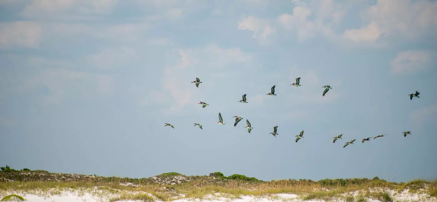 Pelicans fly over an empty beach