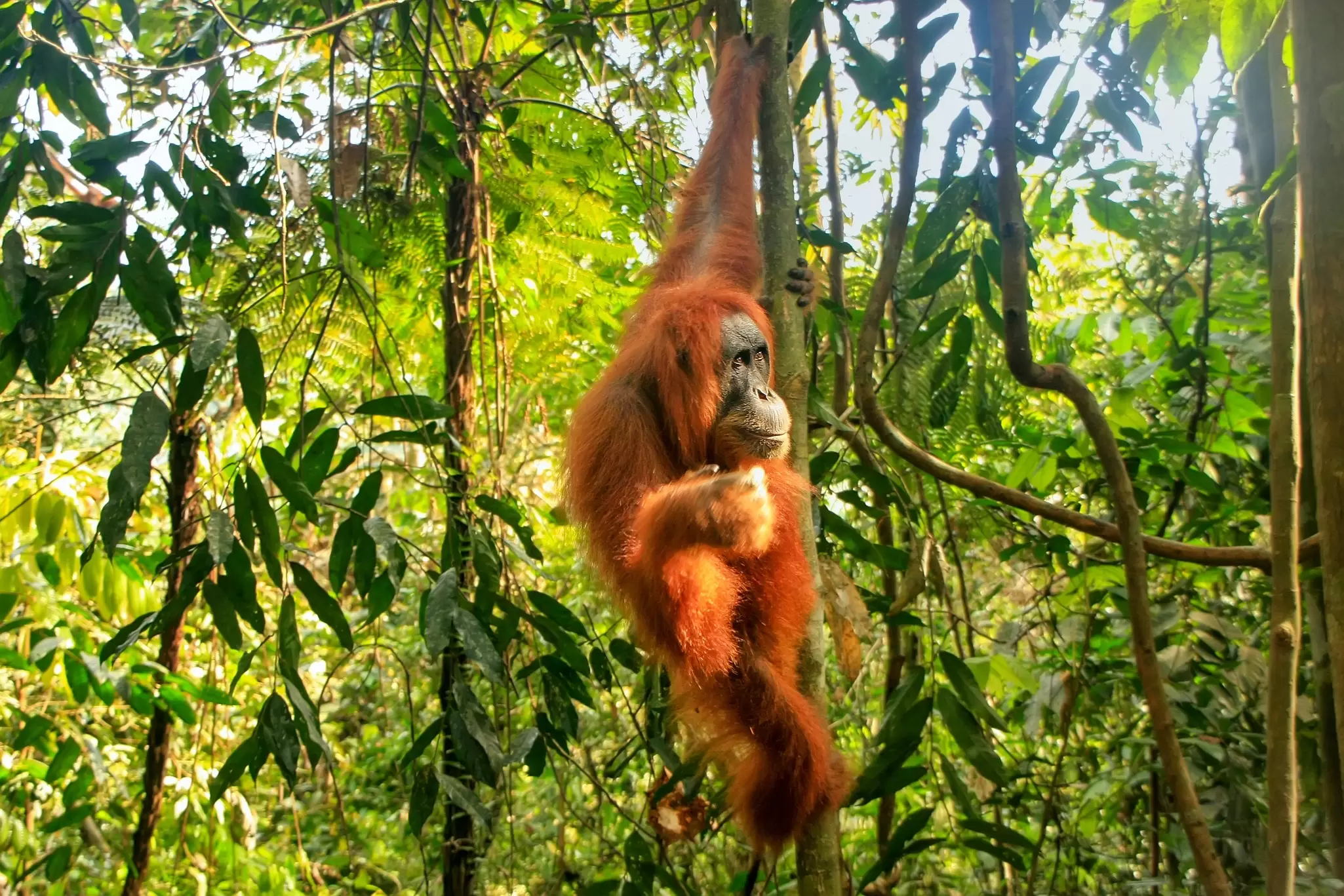 An orangutan hangs from a branch from one arm in a forest in Gunung Leuser National Park, Sumatra, Indonesia
