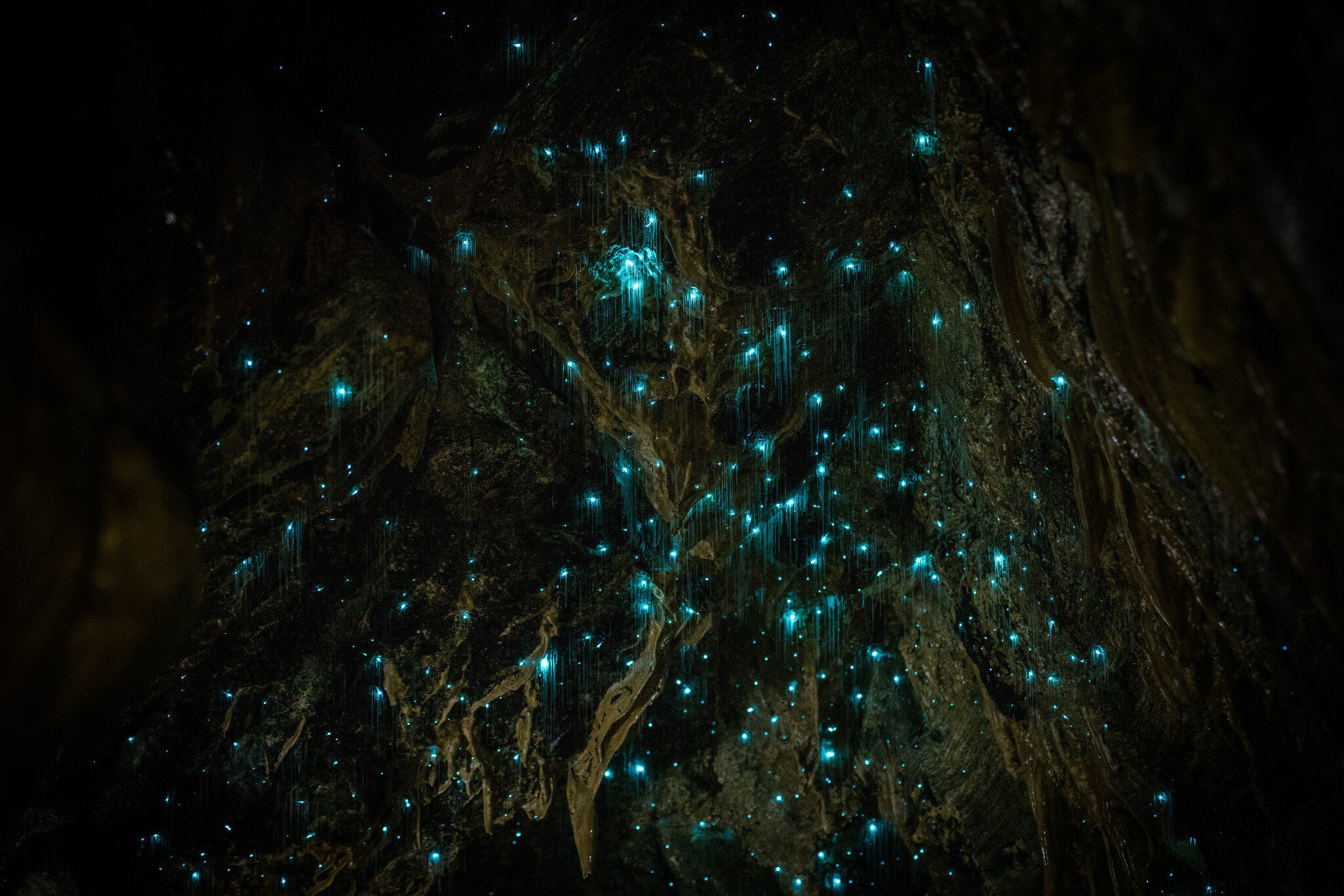 Glow worms cast blue light from the rocky ceiling of Waitomo Glowworm Caves.