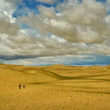 Mongolia. Sands Mongol Els, sandy dune desert, bright sunny day