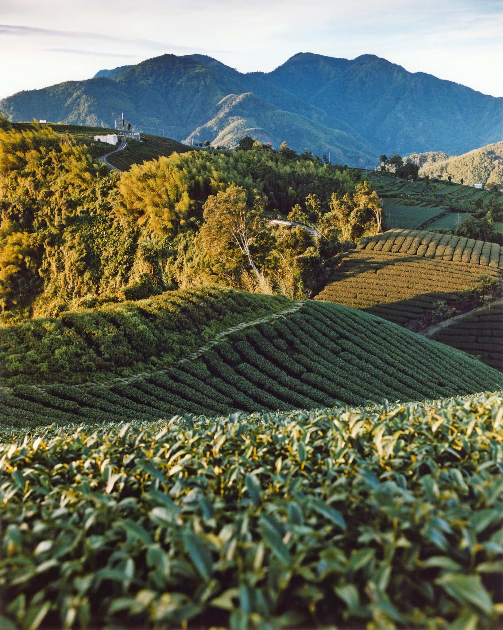 Sun rising at tea plantation.