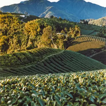 Sun rising at tea plantation.