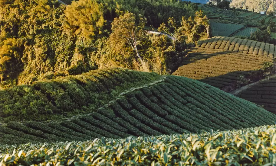Sun rising at tea plantation.