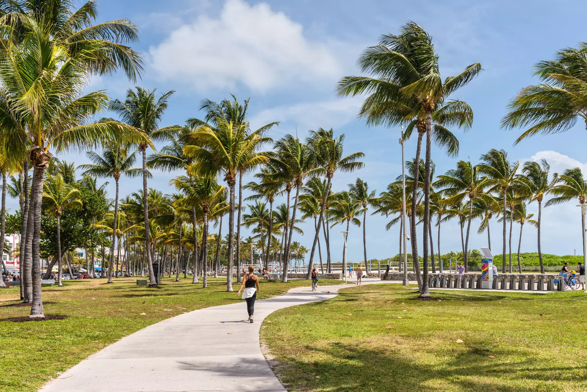 A walkway surrounded by pal trees on a sunny day.